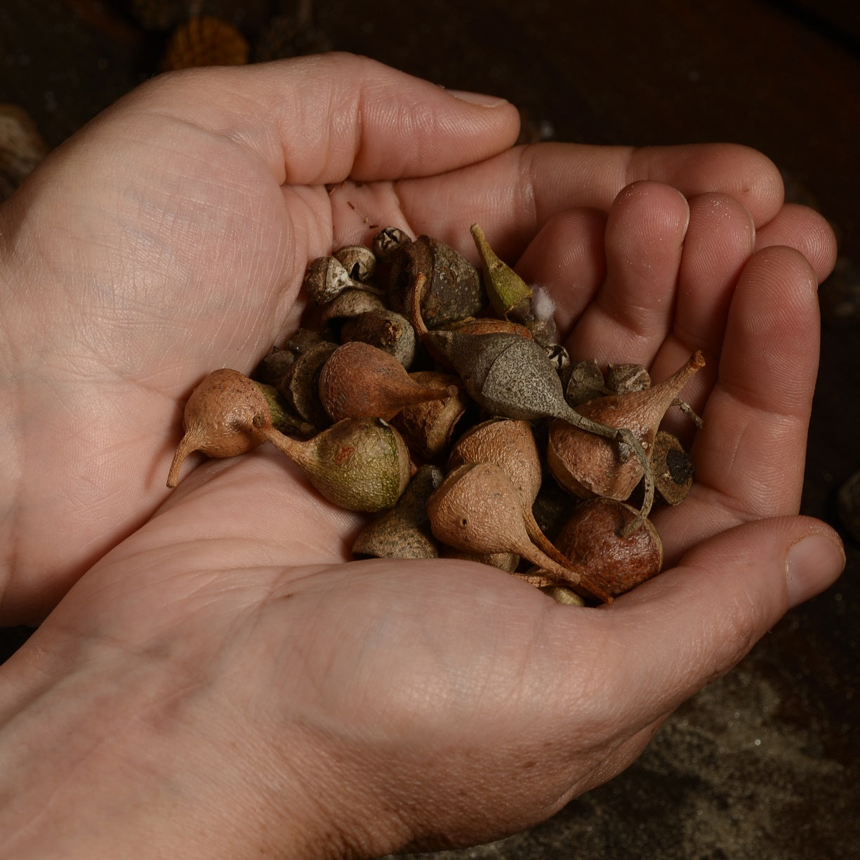Native Gumnut Stud Drops