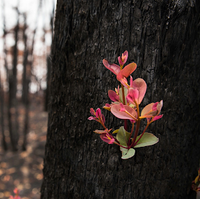After the fire, 3 simple steps for regenerating you and our environment
